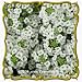 1 Lb Sweet Alyssum (Lobularia maritima) Bulk Wildflower Seeds
