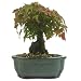 Trident Maple Bonsai Tree - Root over Rock - 15cm Pot