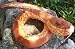 Wild Republic - Plush 54 Inch Copperhead Snake
