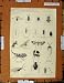 Antique Print C1800-1870 Hemiptera Insects Lice Fly