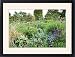 Framed Prints of Mixed flowerbeds in the Summer from Science Photo Library