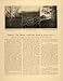 1907 Article Flowers Bloom Winter Snow W. Miller Bulbs - Original Print Article