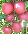 pinkfarbene Riesen-Fleischtomate - Gourmet-Tomate - Brandywine pink - 10 Samen