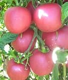 pinkfarbene Riesen-Fleischtomate - Gourmet-Tomate - Brandywine pink - 10 Samen