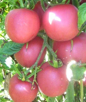 pinkfarbene Riesen-Fleischtomate - Gourmet-Tomate - Brandywine pink - 10 Samen