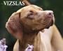 Just Vizslas