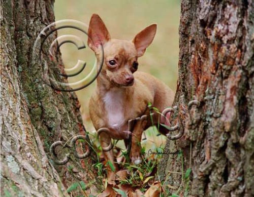 image link -  - B0021Z2YUG