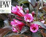 51uupN sP1L. SL160  Wine & Roses Weigela   Outdoors or Bonsai   Hardy