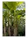 Banana Plant, Musa Basjoo Cuisine Photographic Poster Print by Kidd Geoff, 18x24