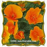 51uv8AD0pLL. SL160  California Poppy Seeds