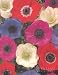 Anemone De Caen - Windflower - 25 bulbs