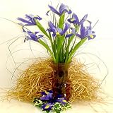 Country Iris