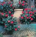 Red Knock Out Rose Bush -Everblooming/Disease Resistant
