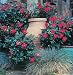 Red Knock Out Rose Bush -Everblooming/Disease Resistant