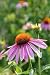 Echinacea Purpurea Flower - 24