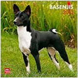 Basenjis 2013 - Kongo-Terrier - Original BrownTrout-Kalender