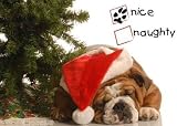 Nice Bulldog Wearing Santa Hat under Christmas Tree... - 36