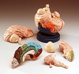 Life Size Brain 8 Part-240R with Free Set of Bone Pens