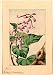 Japanese Print . Kiri branch with flowers and leaves / by Megata Morikaga.