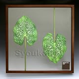 F-style リーフパネル・Elephant ear Leaf エレファント　イア　リーフ　525x525x30mm
