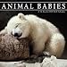 Animal Babies 2012 Wall Calendar
