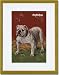 Gold Framed/Matted Print 17x23, White Bulldog