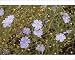 Photographic Prints of Perennial flax from Ardea Wildlife Pets