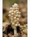 Photographic Prints of Toothwort , parasitic on hazel and maple from Ardea Wildlife Pets