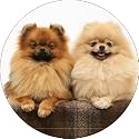 POMERANIAN DOGS Fridge Magenet