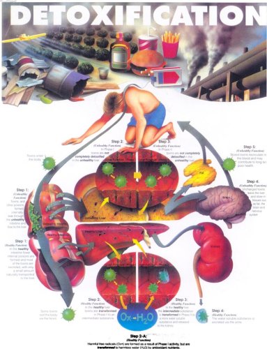 The Ultimate Guide To Detoxification