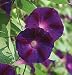 David's Non-Hybrid Flower Morning Glory President Tyler (Ipomoea purpurea) 45 Seeds per Packet