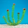 6 INCH - Aquarium Plants - Foxtail 6 INCH - Aquarium Plants - Foxtail