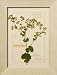 Pressed Lady's Mantle Specimen - Framed