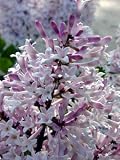 Miss Kim Manchurian Dwarf Lilac-Syringa-Outdoors/Bonsai