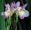 Southern Blue Flag Iris 10 Seeds