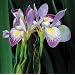 Southern Blue Flag Iris 10 Seeds-Iris virginica-Aquatic
