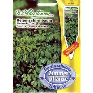Regenschirmbaum (Portion inkl. Stecketikett)