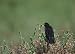Bird (On Bush) White Wood-Mounted Art Poster Print - 13" X 19"