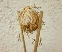 Praying Mantis Egg Case - 2 Praying Mantids Egg Cases - Live Good Bugs