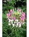 Photographic Prints of Cleome Spider flower from Ros Drinkwater