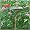 Birdscapes 8160-3 Hanging-Standing Birdbath
