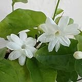 ジャスミン：アラビアジャスミン（マツリカ・サンバク）4号ポット 2株セット[すばらしい香りの花！]