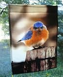 Flag Large, Mad Bluebird