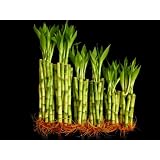 60 Stalks of Straight Lucky Bamboo