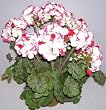 20" Potted Geranium Bush (peppermint)