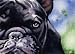 French Bulldog Dog Art Print Signed by Artist DJ Rogers