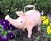 All Products : Watering Can - Pig