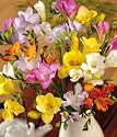 Fragrant Freesias