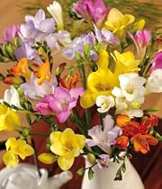 Fragrant Freesias
