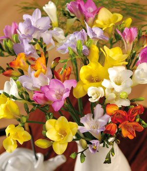 Fragrant Freesias
